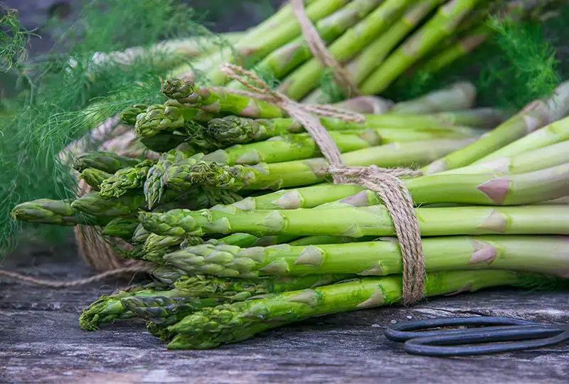 How to Grow and Care for Asparagus