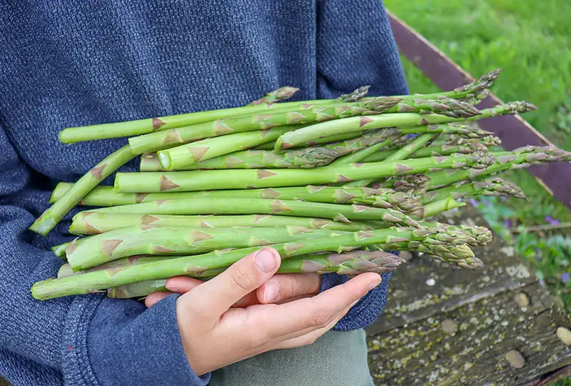 Growing Asparagus