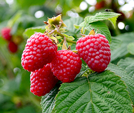 Sweet Repeat Red Raspberry  Gurney's Seed & Nursery Co.