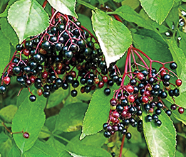 Berry Bushes