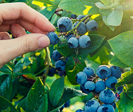 Berry Bushes