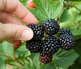 Berry Bushes