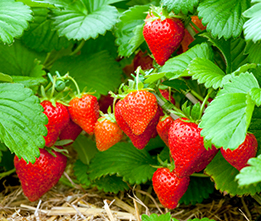 Berry Bushes