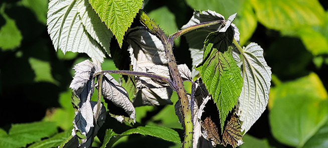 Cane Blight