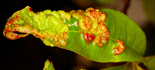 Leaf Curl Disease
