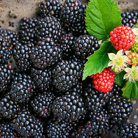 Black Magic<sup>™</sup> Blackberry Plant