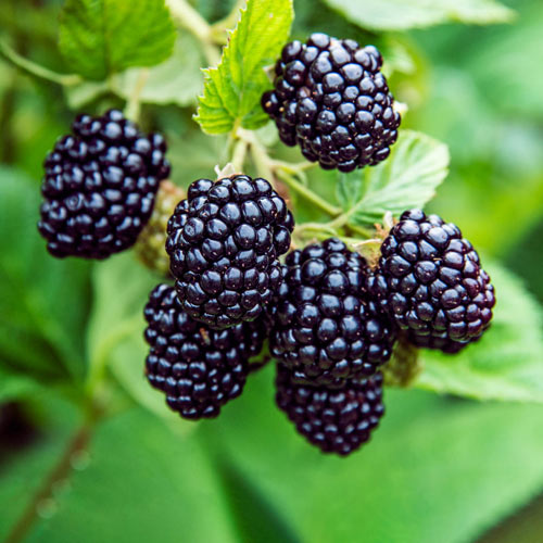 Blackberries