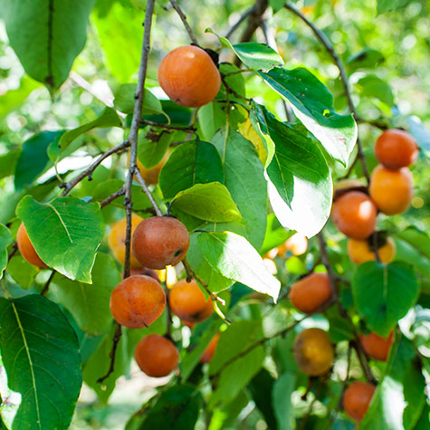 Caramel Cocktail American Persimmon