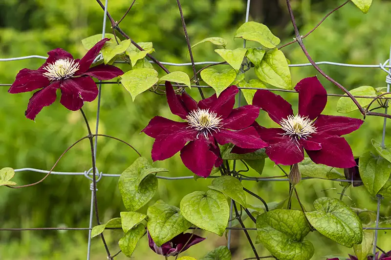 How to Plant Vines