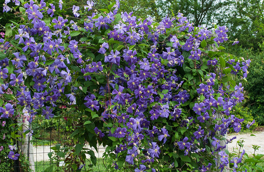 Growing and Caring for Clematis Vine