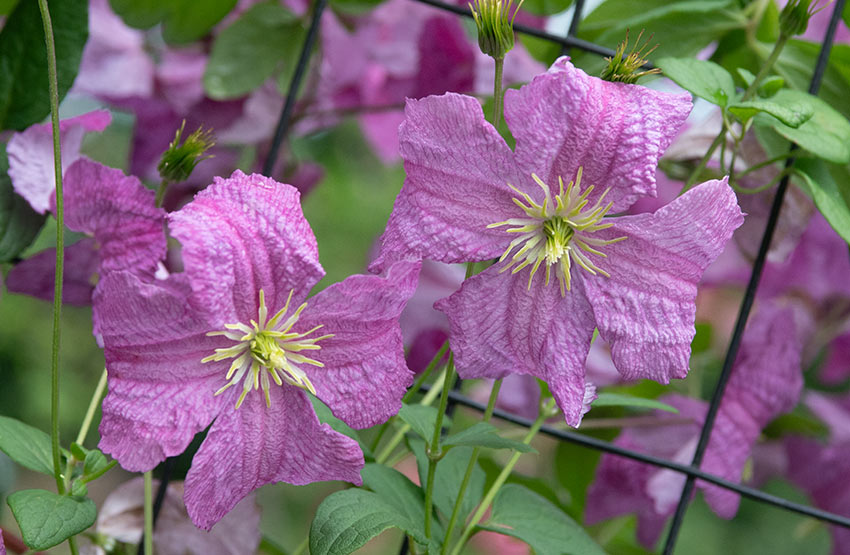 Understanding Clematis Vine