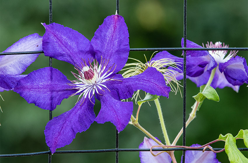 Clematis Plum Gorgeous