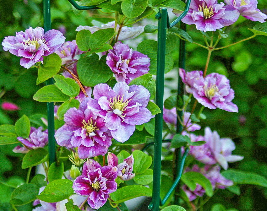 Planting and Spacing