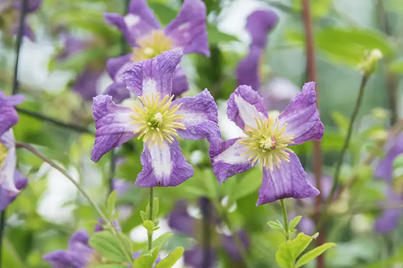 Clematis