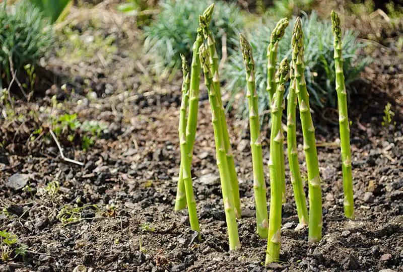 How to Plant Asparagus