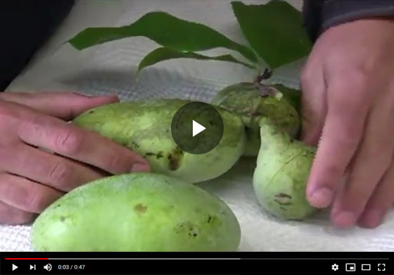 Examples of Pawpaw Fruit Video