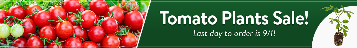 Tomato Plants Sale