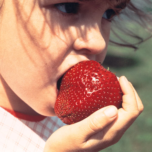 Gurney's Whopper Strawberries