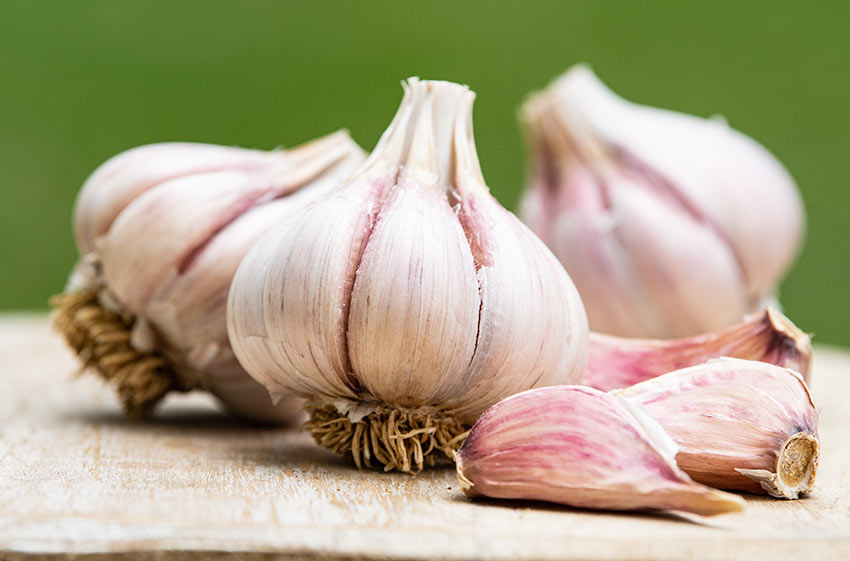 Garlic Deerfield Purple