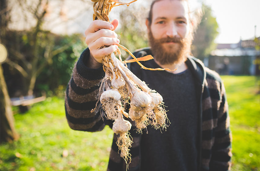 Hardneck vs. Softneck Garlic