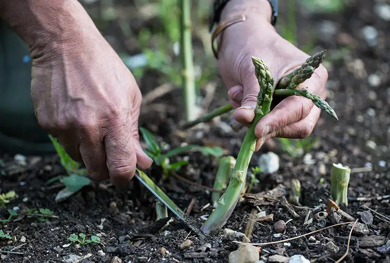 Harvesting Asparagus