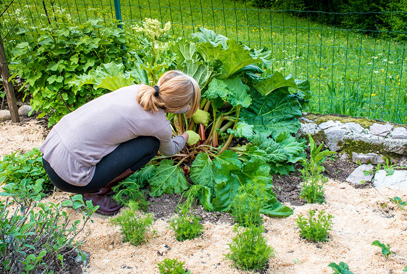 Harvesting Rhubarb