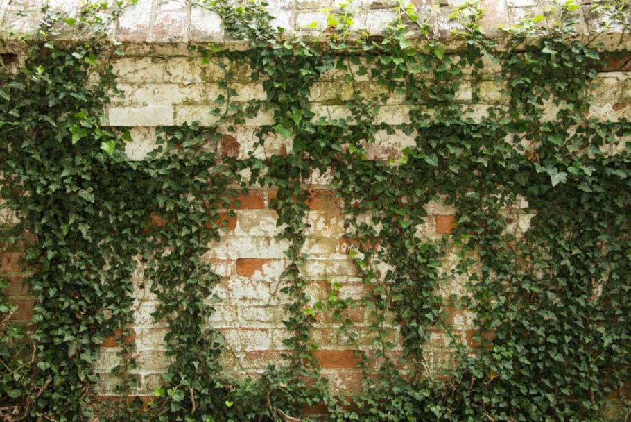 Boston Ivy