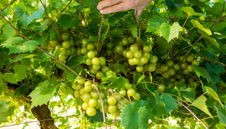 Gurneys Muscadine Grapes