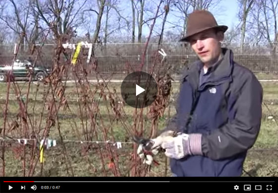 How to Care for Winter-Killed Blackberry Plants in Spring Season Video