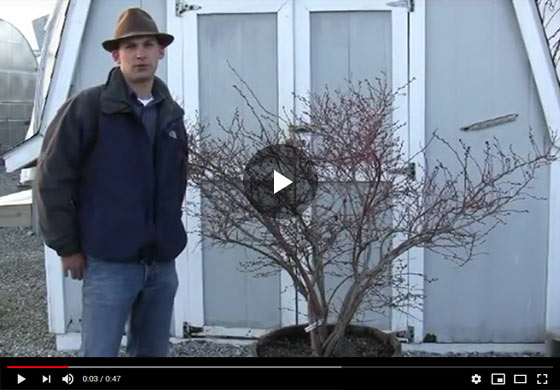 How to Grow Blueberry Plants in a Container Video