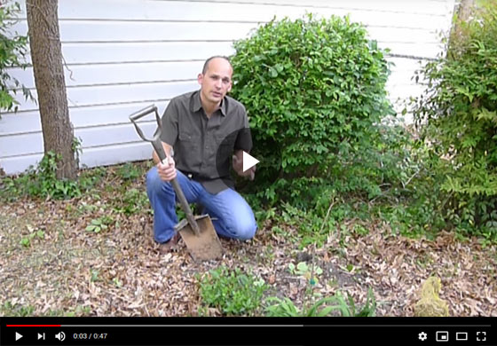 How to Plant Asparagus in a Landscape Bed Video