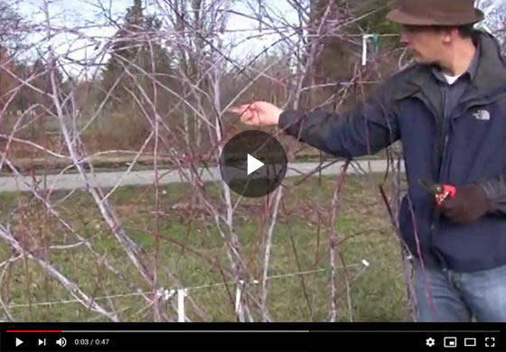 How to Prune Black Raspberry Plants in Late Winter or Early Spring Video
