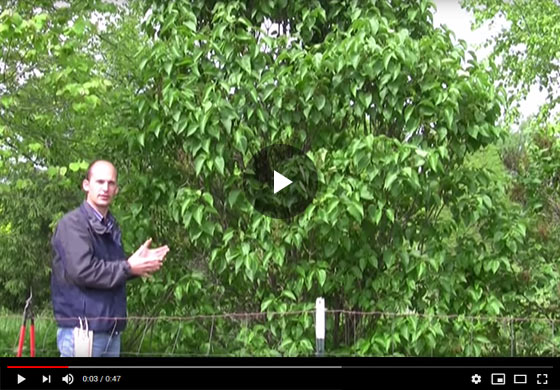 How to Prune Lilac Bushes Video