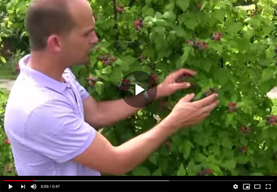 How to get the Most Fruit Production from your Black Raspberries Video