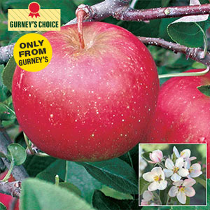 Pixie Crunch Apple Tree