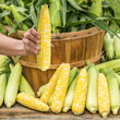 Simply Irresistible® Hybrid Sweet Corn Seed