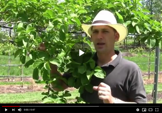 Kiwi Plant Care Tips and Info Video
