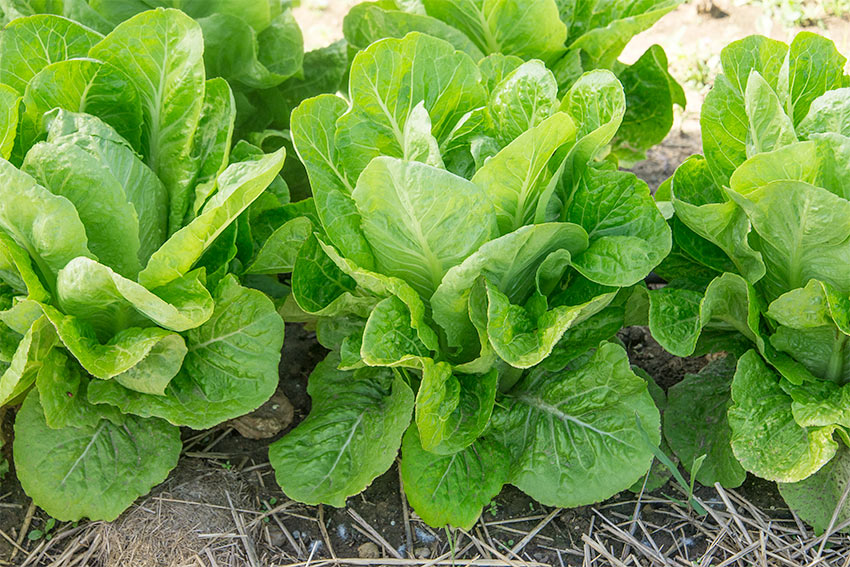 Growing Lettuce A Guide On How To Grow Lettuce Gurney S