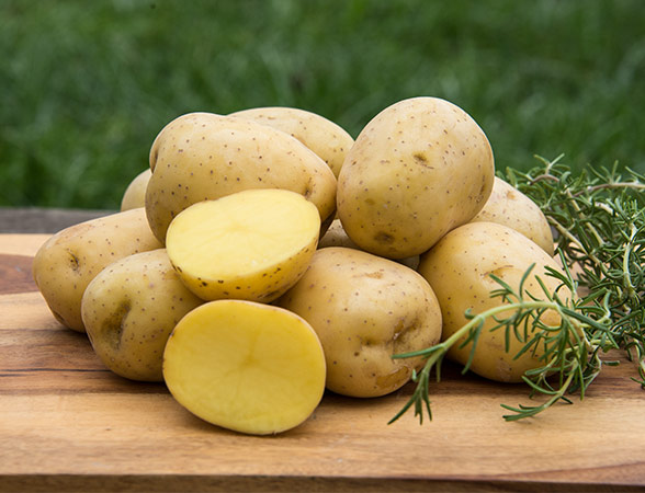 Seed Potatoes