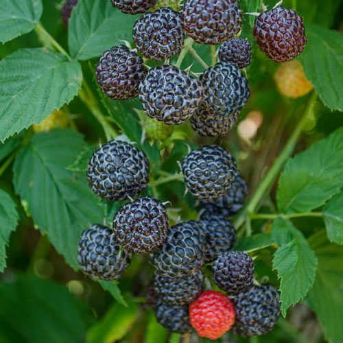 Black Raspberries