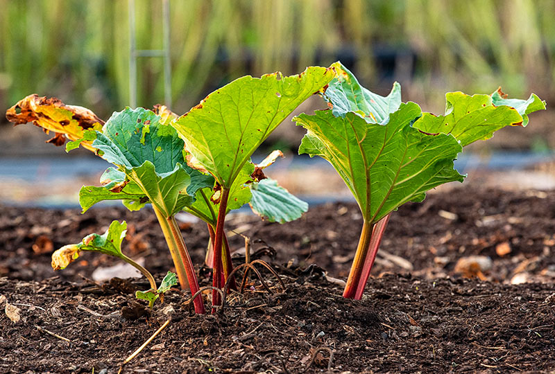 Rhubarb Care and Maintenance