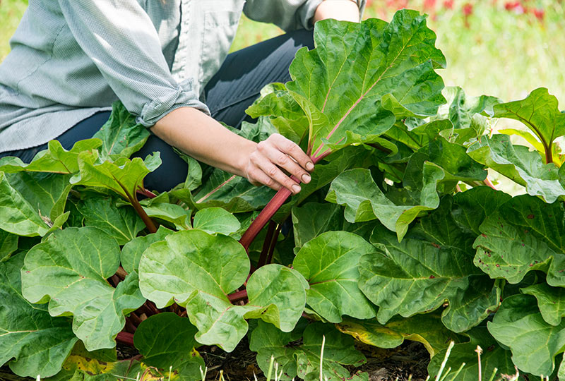 Growing Rhubarb