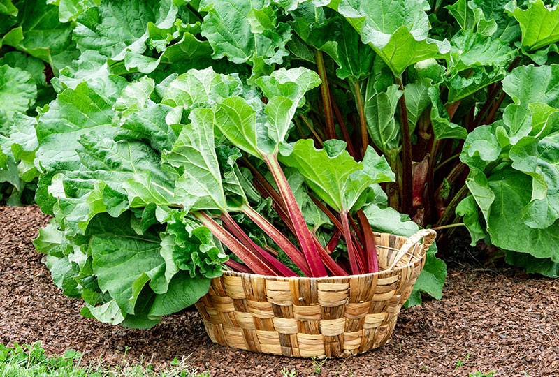 How to Grow Rhubarb