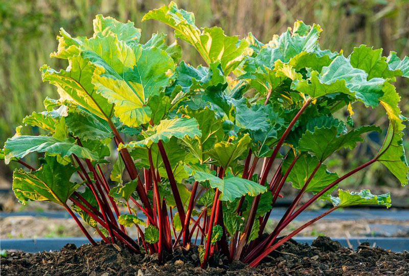 Planting Rhubarb