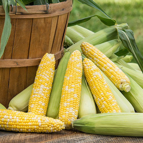 Simply Irresistible<sup>®</sup> Hybrid Sweet Corn Seed