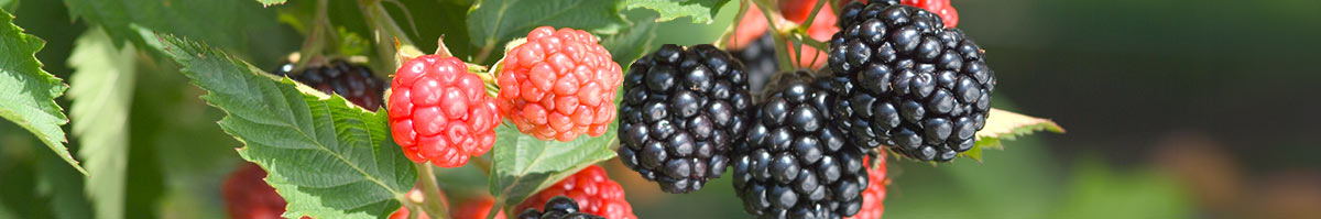 Black Raspberries vs. Blackberries