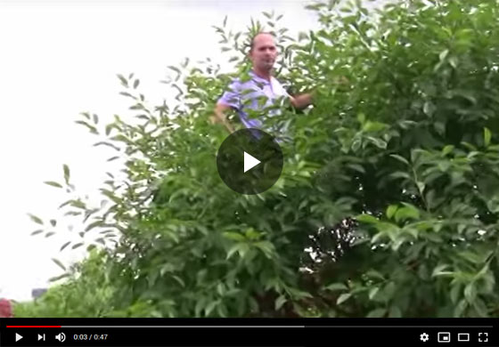 Why Small Carmine Jewel Bush Cherry Trees are so Beneficial Video