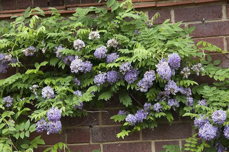 Wisteria