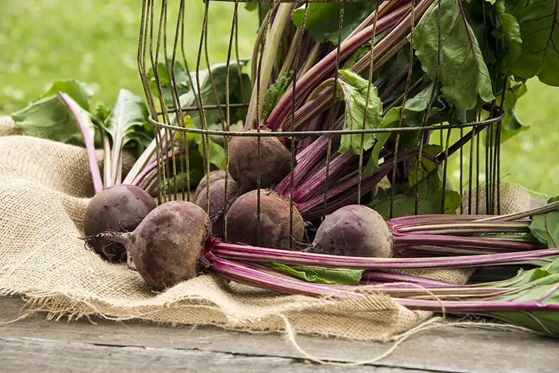 Two Crops in One: Unlocking the Full Potential of Beets