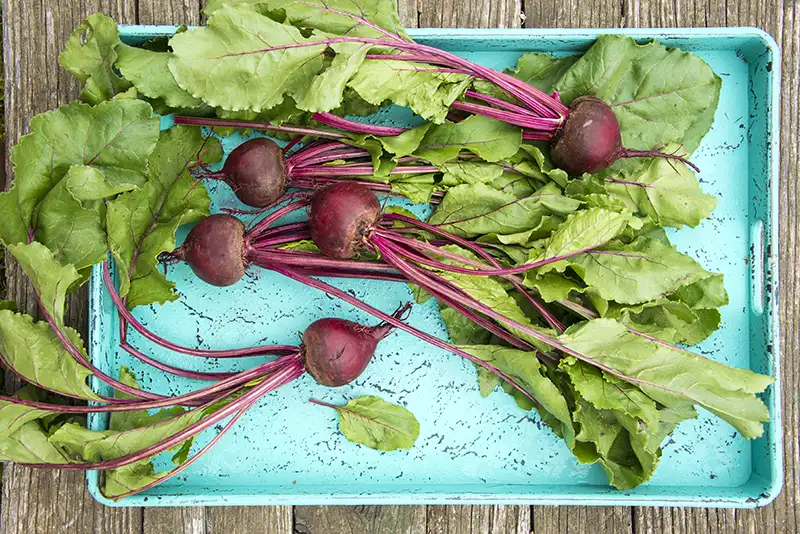 Using Beets in the Kitchen